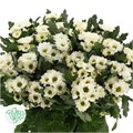 Хризантема сант-Chrysant sant-Fabiani White-55cm-120gr 44df720f-eb31-11f0-0a80-0718008ad278