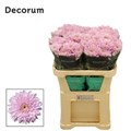 Хризантема одн-Chrysant Gr-Petrushka-72cm-85gr 44e9a2ac-eb31-11f0-0a80-0718008ad27b