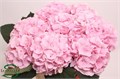 Гортензия-Hydrangea-M Verena--80cm 44f7efa7-bfa4-11ec-0a80-0b4c0006c8f8