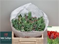 Тюльпан-Tulip-Du Red Princess-37cm-26gr 450c971d-eb31-11f0-0a80-0718008ad27e