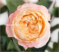 Роза-Rosa-Princess Aiko-53cm-Ti 4510b282-68d9-11ee-0a80-1409000904f7