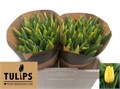 Тюльпан-Tulip-En Strong Gold-42cm-44gr 45184539-eb31-11f0-0a80-0718008ad287