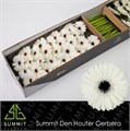 Гербера-Gerbera-Mi Snowy Doos-45cm 07efab09-df03-11ee-0a80-0ce8003241a6