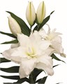 Лилия-Lilium-Or Du Dd Pearl-90cm 451ab046-5e4c-11f0-0a80-01f40017d957