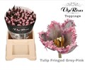 Тюльпан-Tulip-Fr Fringed Grey Pink-38cm-34gr 451cad48-eb31-11f0-0a80-0718008ad28a