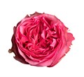 Роза-Rosa-Get Lucky-40cm-CN 4520198f-8c87-11ef-0a80-06e90014e4ea
