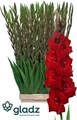 Гладиолус Gr-Gladiolus Gr-Fat Boy-110cm-200gr 4534130b-5e4c-11f0-0a80-01f40017d960