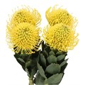 Леукоспермум-Leucospermum-Ayoba Yellow-50cm 07f39a17-cc39-11f0-0a80-0ffc001d6c18