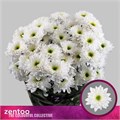 Хризантема куст-Chrysant Tr-Commander-70cm-85gr 453739cb-5e4c-11f0-0a80-01f40017d963