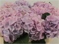 Гортензия-Hydrangea-M Verena Pastel-/80cm 453bbd9b-bfa4-11ec-0a80-0b4c0006c941