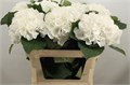Гортензия-Hydrangea-M Schneeball-80cm. 454173d0-bfa4-11ec-0a80-0b4c0006c94a