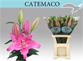 Лилия-Lilium-Or Catemaco-105cm 45442f30-5e4c-11f0-0a80-01f40017d969