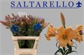 Лилия-Lilium-Ot Saltarello-90cm 454893a3-5e4c-11f0-0a80-01f40017d96c