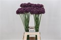 Аллиум-Allium-Purple Mystery-75cm 4550ad22-23cb-11ee-0a80-08ce0010f0dd