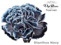 Гвоздика ст-Dianthus st-Navy-60cm 4555a036-5e4c-11f0-0a80-01f40017d972