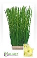 Гладиолус Gr-Gladiolus Gr-Speed Date-130cm-200gr 455a996e-36bb-11ef-0a80-13a000715f8c
