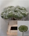 Аллиум-Allium-Zaadbollen-80cm 455cfb82-23cb-11ee-0a80-08ce0010f0e0