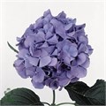 Гортензия-Hydrangea-M R Steinig Bl-75cm 4566febf-36bb-11ef-0a80-13a000715f8f