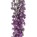 Дельфиниум-Delphinium-Magenta Mojo-80cm--Bg 45683c38-59aa-11f0-0a80-1ac90019adeb