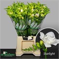 Фрезия-Freesia-Du Starlight-54cm-26gr 459f7efe-97d6-11ee-0a80-05f30063a392