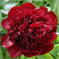 Пион-Paeonia-Red Charm 45b41755-0905-11ee-0a80-1430004192f8