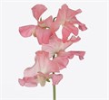 Латирус-Lathyrus-Parfum Salmon-40cm 45b7e9f8-23cb-11ee-0a80-08ce0010f0ec