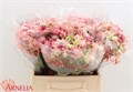 Серрурия-Serruria-Ayoba Mor Star-40cm 45e8073d-23cb-11ee-0a80-08ce0010f0ef