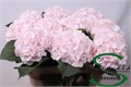 Гортензия-Hydrangea-M Sw Verena-75cm 45e8358a-bfa4-11ec-0a80-0b4c0006ca0c