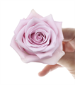 Роза-Rosa-Nautica-50cm-AG 45ee0c8c-bfa9-11ec-0a80-0b4c000b6538