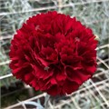 Гвоздика-Carnation-Sassicai-70cm-AO 080dfab5-7b3e-11ef-0a80-170600165903