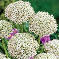 Аллиум-Allium-Nigrum-80cm 4605b383-36bb-11ef-0a80-13a000715f98