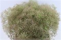 Котинус-Cotinus-Cog Gr Fountain-65cm 4611370d-23cb-11ee-0a80-08ce0010f0f8