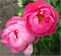 Пион-Paeonia-Cytherea 4616c3fc-045b-11ef-0a80-03c300043092
