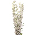 Дельфиниум-Delphinium-Du Dew Rocket-95cm 461978de-36bb-11ef-0a80-13a000715f9b