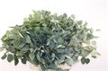 Эвкалипт-Eucalyptus-Populus-300gr-GW 461f9574-bfa6-11ec-0a80-0b4c0008acff