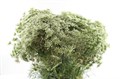 Амми-Ammi-Visnaga- Casablanca Extra-80cm 08143fde-16f1-11ed-0a80-00b300183c06