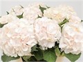 Гортензия-Hydrangea-M Sw Verena--80cm 46415877-bfa4-11ec-0a80-0b4c0006ca6a
