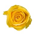 Роза-Rosa-Brighton-70cm-MS 464b5931-4205-11ee-0a80-13bd0016a3b8