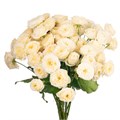 РОЗЫ Роял Парк (сад.) 50 см (Россия) 46547791-886c-11ee-0a80-0fbd00588ddc