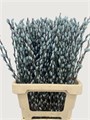 Саликс-Salix-Wilgenkatjes Light Blue 70cm-GW 465da952-f46b-11ef-0a80-19150000a62a