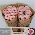 Роза-Rosa-Gr Annesley!-60cm 465f560e-23cb-11ee-0a80-08ce0010f104