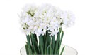 Нарцис-Narcissus-Ta Ziva-42cm-25gr 466c036a-036f-11f0-0a80-06da0000523f