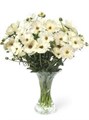 Ранункулус-Ranunculus-Butterfly Keramo-70cm-65gr 4676712f-036f-11f0-0a80-06da00005248