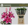 Лилия-Lilium-Or Du Fabienne--85cm 467aa74c-6756-11ee-0a80-10f1000d0f3b