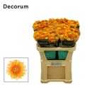 Хризантема одн-Chrysant Gr-Etrusko Orange-70cm-85gr 46886f20-36bb-11ef-0a80-13a000715fa4