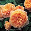 Роза-Rosa-Princess Crown-60cm-/CN 468b9f6e-2fa7-11ef-0a80-17220009f293