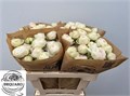 Роза-Rosa-Tr Grandma F Romy-50cm 468c6807-36bb-11ef-0a80-13a000715fa7