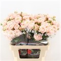 Роза-Rosa-Nynke-50cm 46902c8c-36bb-11ef-0a80-13a000715faa