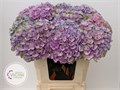 Гортензия-Hydrangea-M Mag Amazone-80cm 46aa6e70-23cb-11ee-0a80-08ce0010f10a