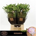 Фрезия-Freesia-Du Rosario-54cm-25gr 46abc952-036f-11f0-0a80-06da0000524b